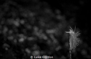 Climbing the beanstalk by Luke Gordon 